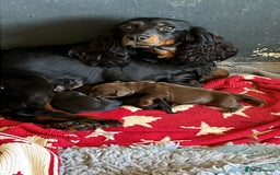 Cocker Spaniel dogs for sale: Champion bred working cocker spaniel - Image 14