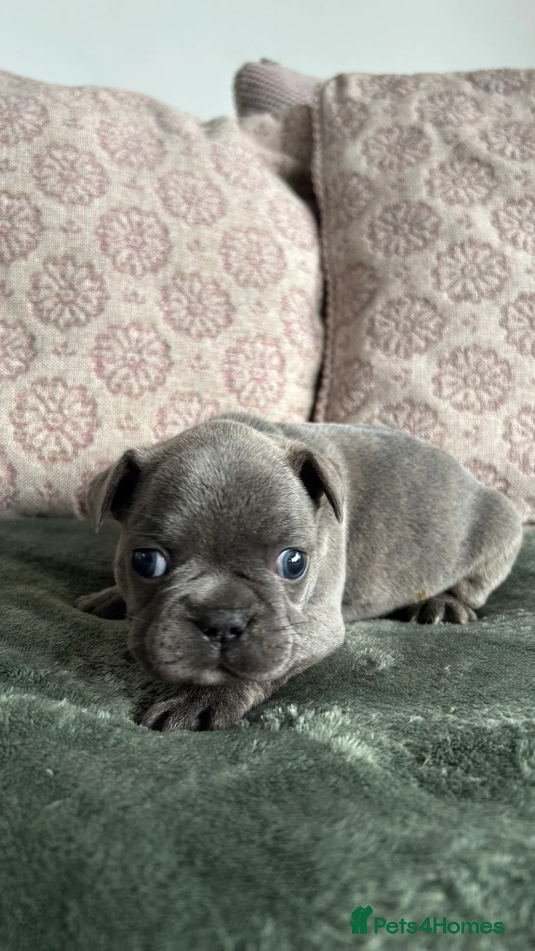 French Bulldog dogs for sale: French Bulldog Puppies - Advert 2