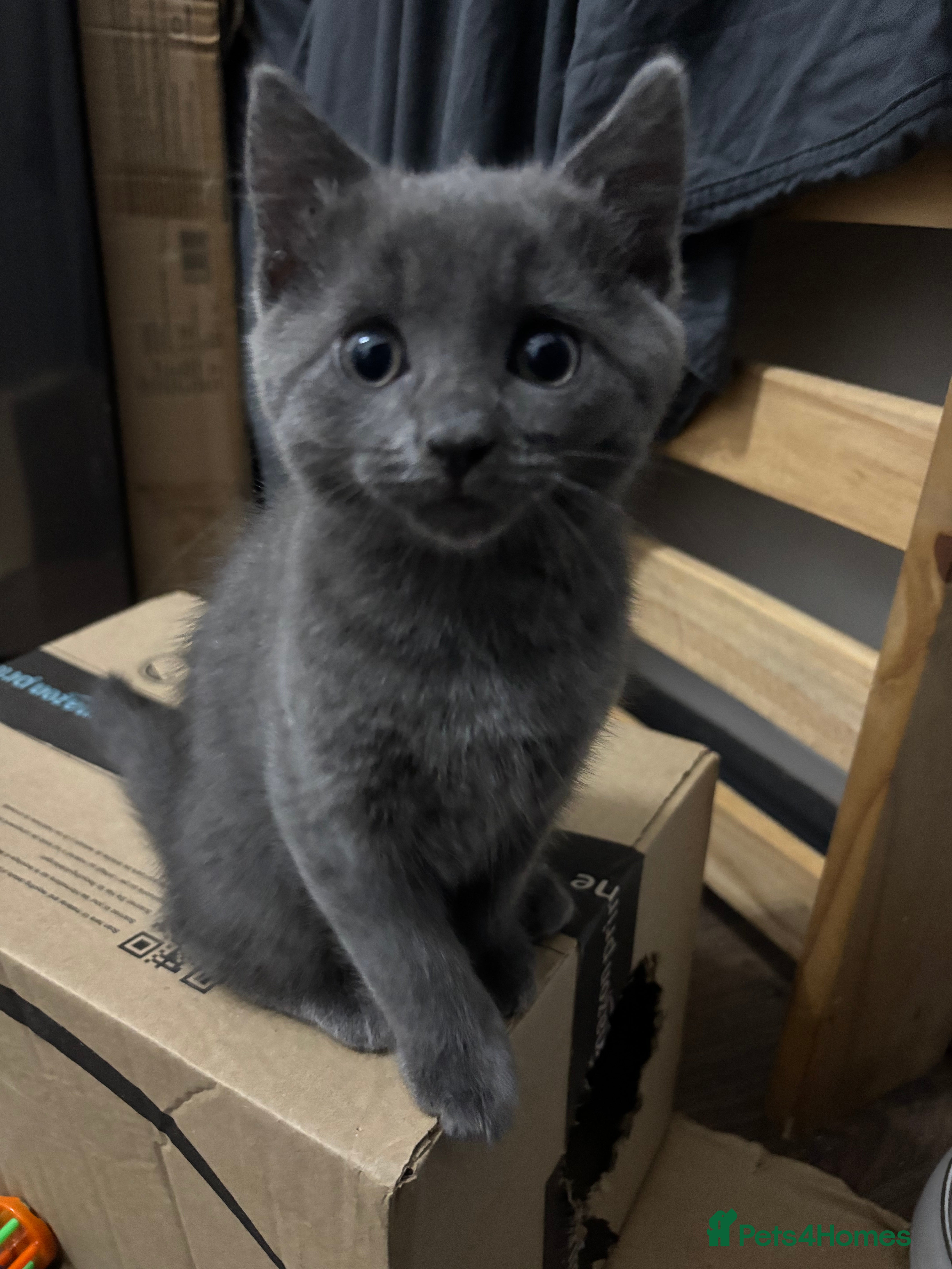 Mixed Breed cats Stunning Solid Blue/Grey Kitten-Rare Chunky Build - Advert 1