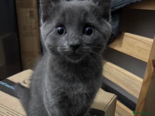 Mixed Breed cats Stunning Solid Blue/Grey Kitten-Rare Chunky Build - Advert 8