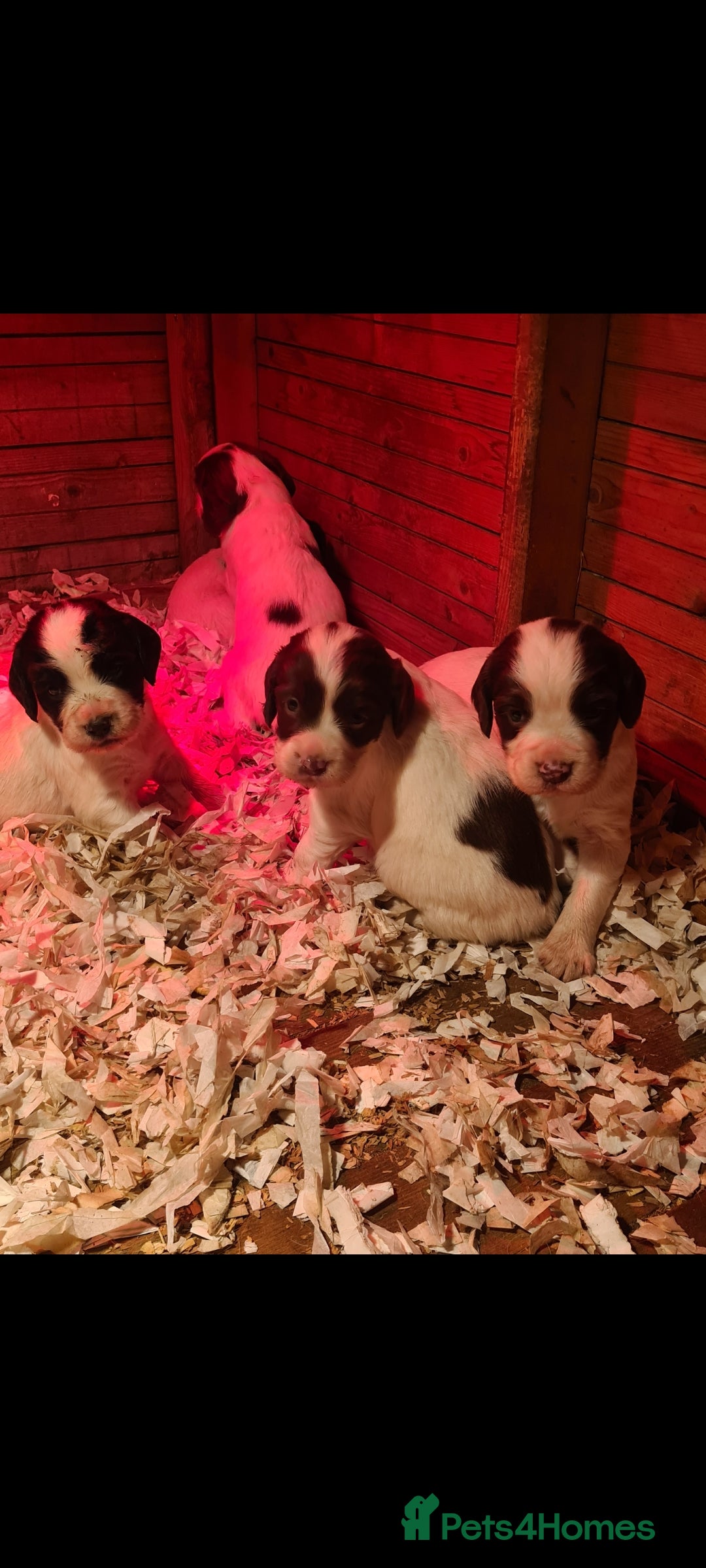 English Springer Spaniel dogs for sale: English springer spaniel pups - Advert 6