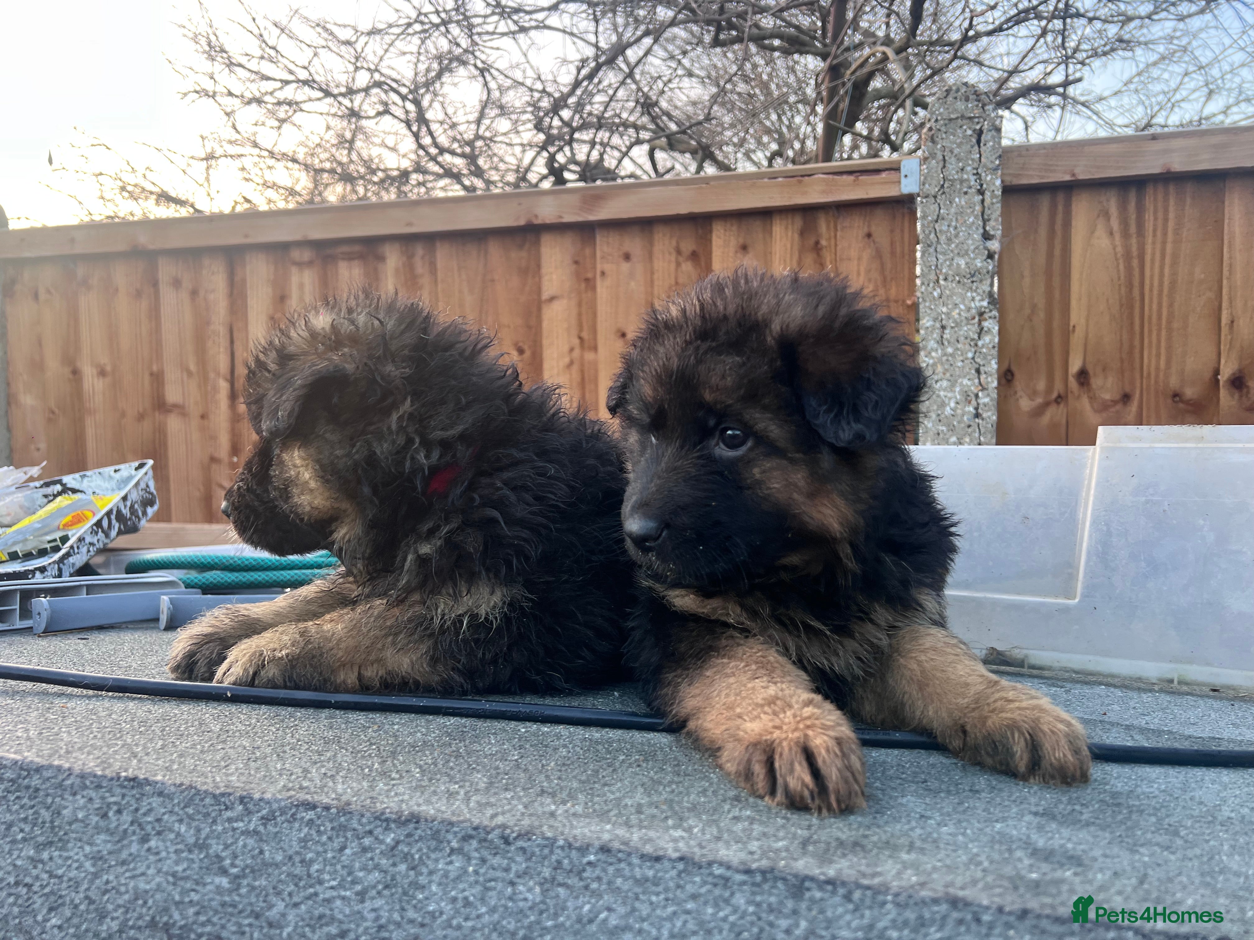 German Shepherd dogs German Shepherd puppies  - Advert 4