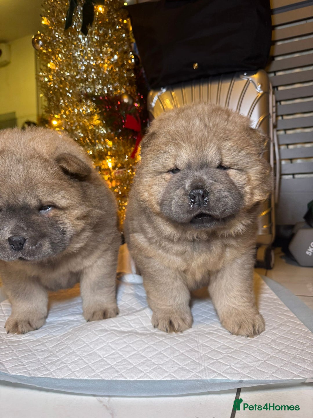 Chow Chow dogs for sale: 1 last Beautiful chows ready to fly   - Advert 2