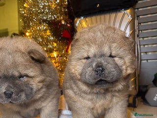 Chow Chow dogs Stunning chows Last 2 ready for there new home - Advert 1
