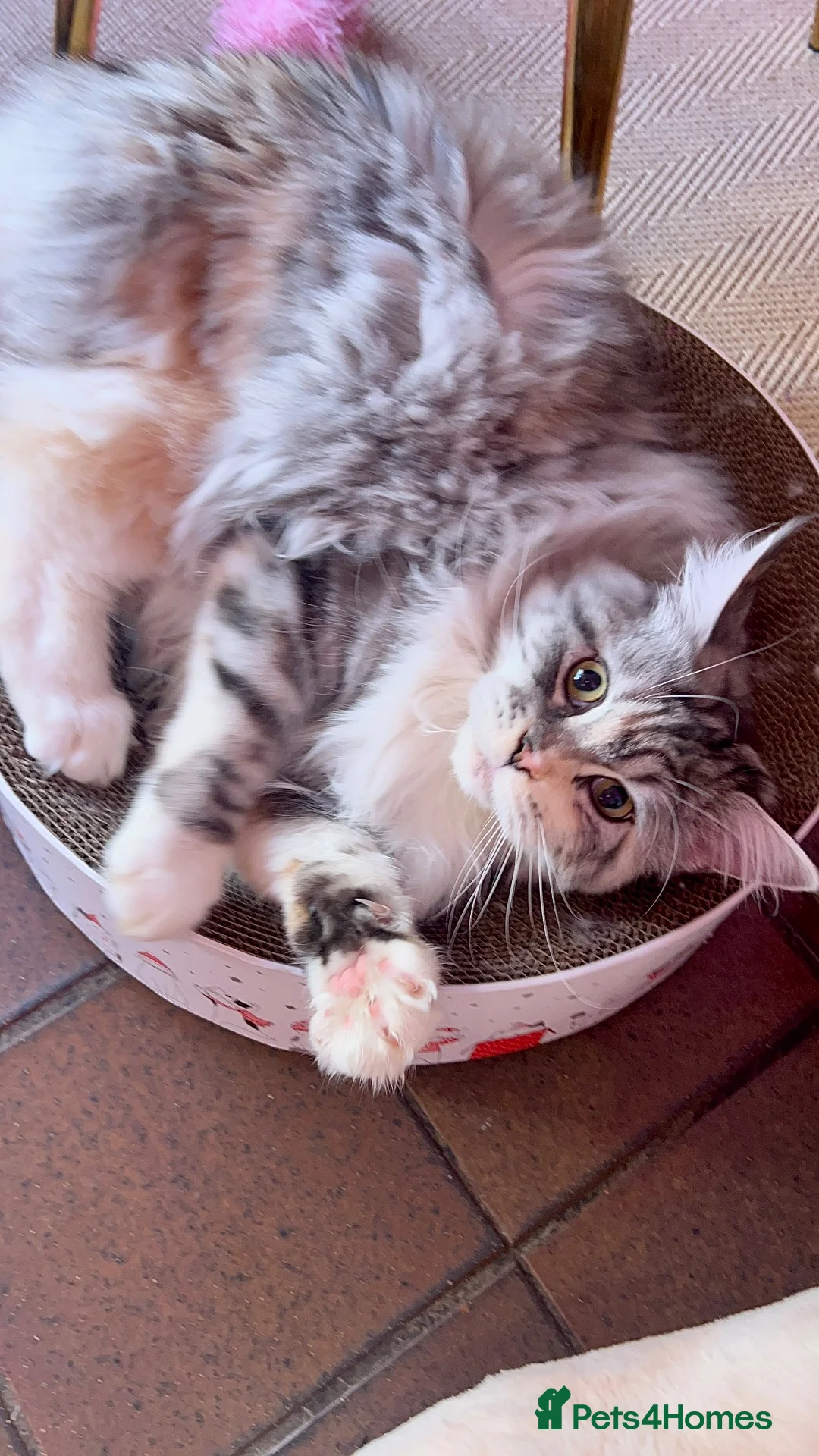 Maine Coon cats for sale: Retired queen re home  - Advert 1