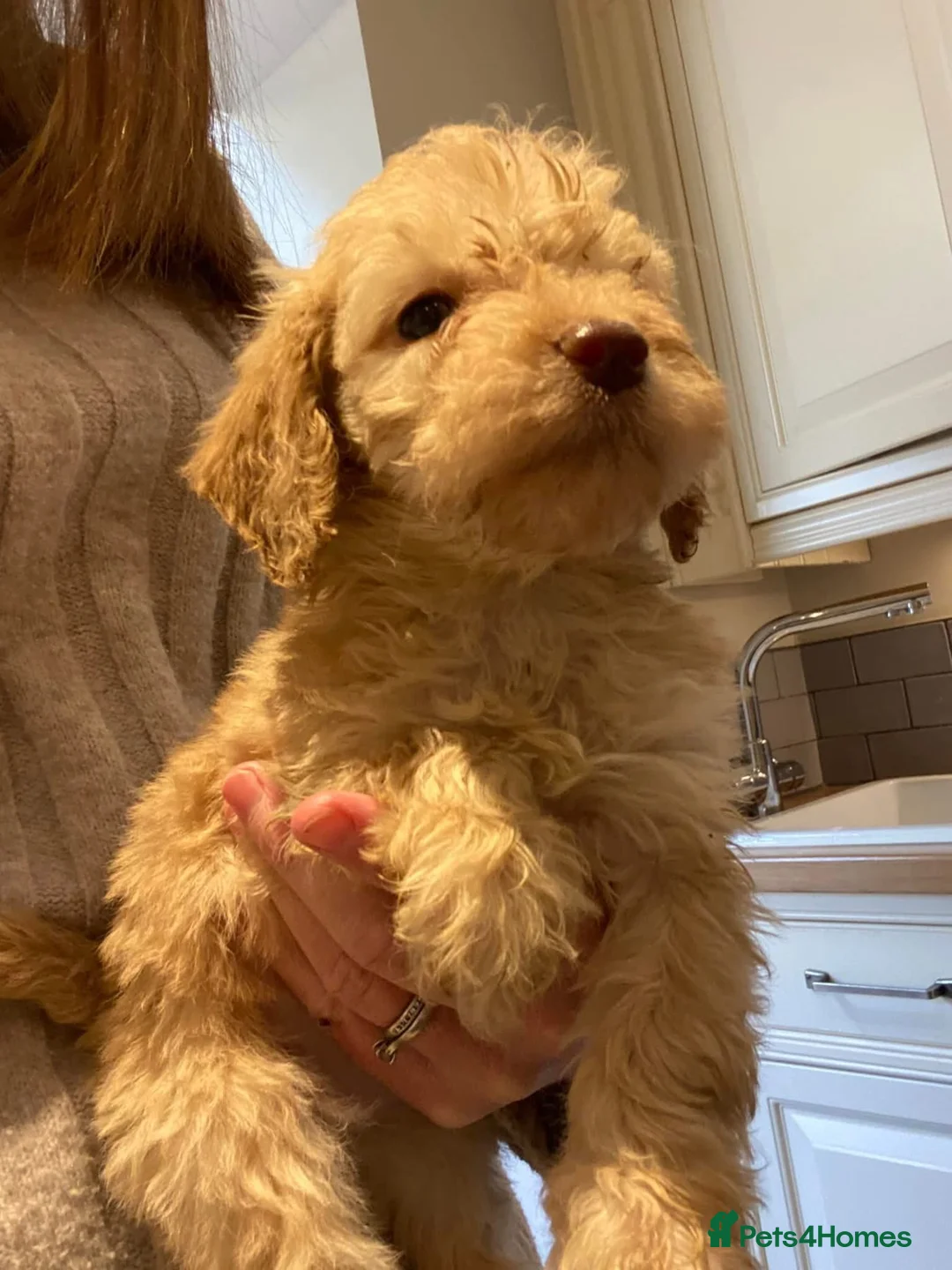 Lagotto Romagnolo dogs for sale: Lagotto romagnolo Puppies  - Advert 38