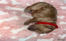 Cockapoo dogs for sale: 🌸3 gorgeous Chunky Cockapoos 🌸 - Image 28