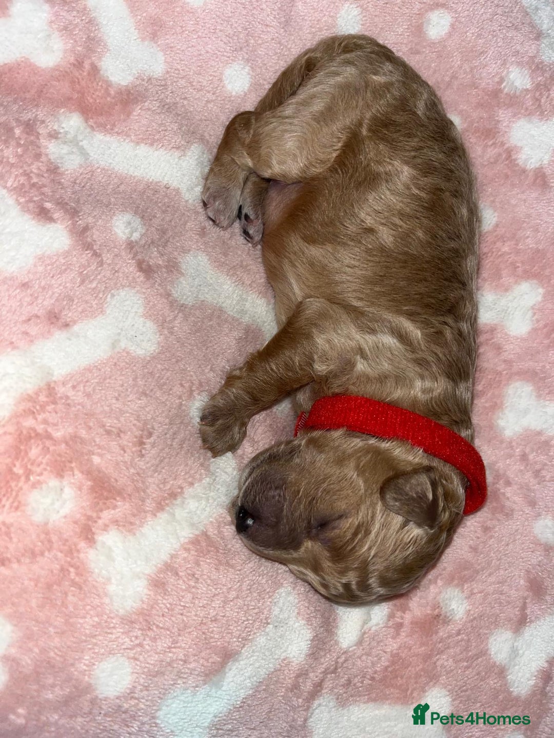 Cockapoo dogs for sale: 🌸3 gorgeous Chunky Cockapoos 🌸 - Image 28