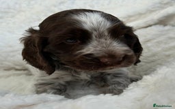 Cocker Spaniel dogs for sale: Chocolate roan show type cocker spaniels - Image 13