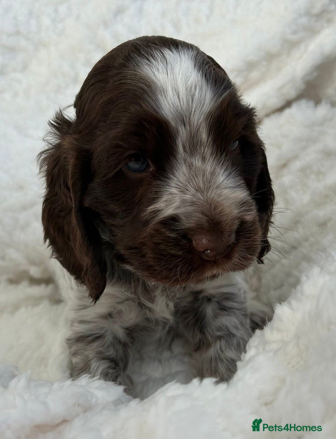 Cocker Spaniel dogs for sale: Chocolate roan show type cocker spaniels - Image 13