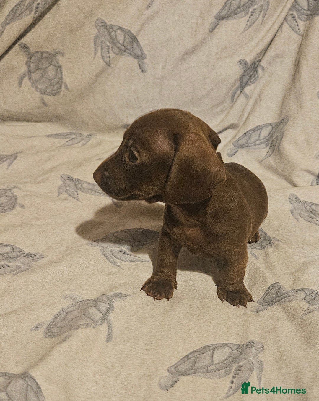 Miniature Dachshund dogs for sale: Adorable miniature dachshund girls - Advert 5