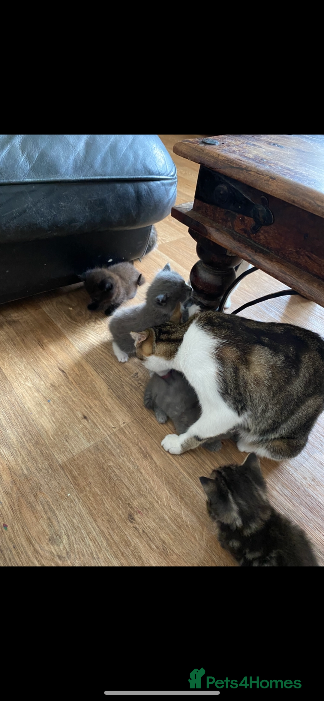 British Longhair cats for sale: 8 fluffy kittens  - Image 9