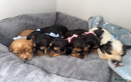 Cocker Spaniel dogs for sale: Beautiful show type cocker spaniel puppies  - Image 23