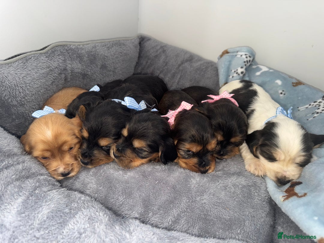 Cocker Spaniel dogs for sale: Beautiful show type cocker spaniel puppies  - Image 23