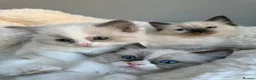 Ragdoll cats for sale: 🥇AWARD WIN 🏆 GCCF RAGDOLL KITTENS  - Advert 19