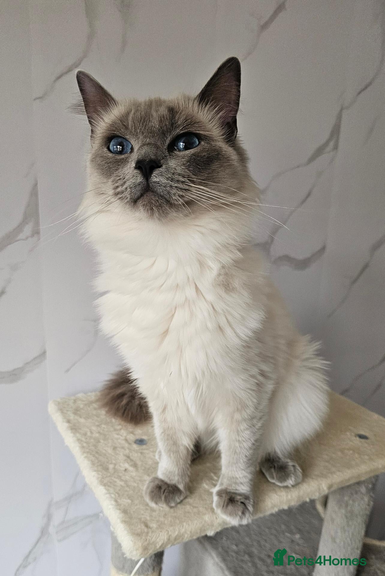 Ragdoll cats 2 GCCF ACTIVE females  - Advert 1
