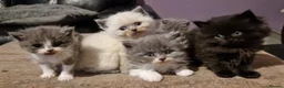 Persian cats for sale: Persian Kittens - Advert 1