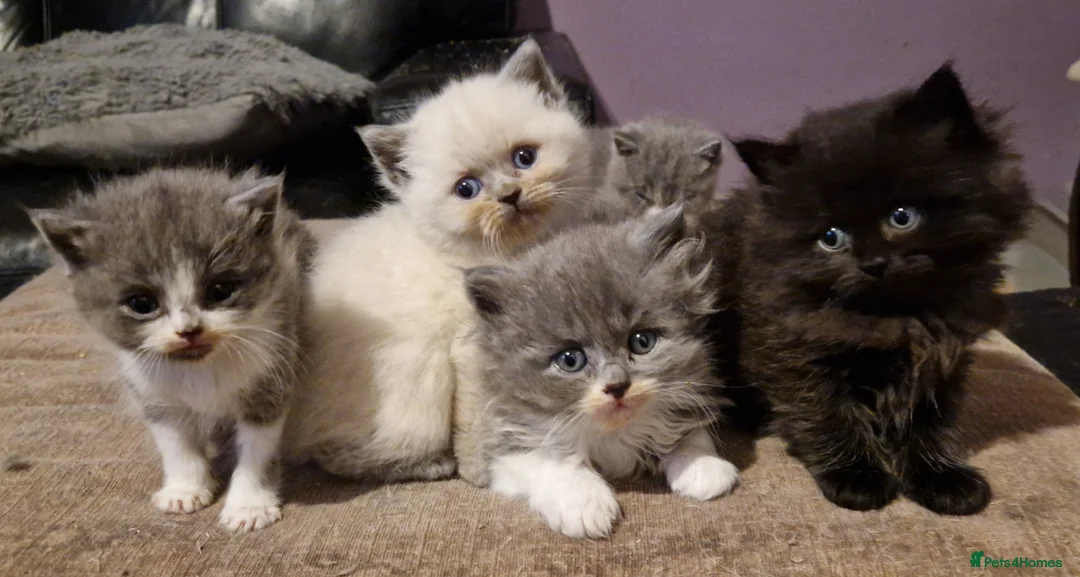Persian cats for sale: Persian Kittens - Advert 1
