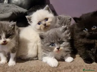 Persian cats Persian Kittens - Advert 9