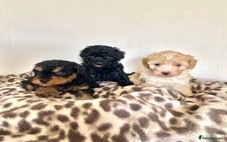 Cavapoo dogs for sale: 1 lonely girl still on the search for her home - Image 12