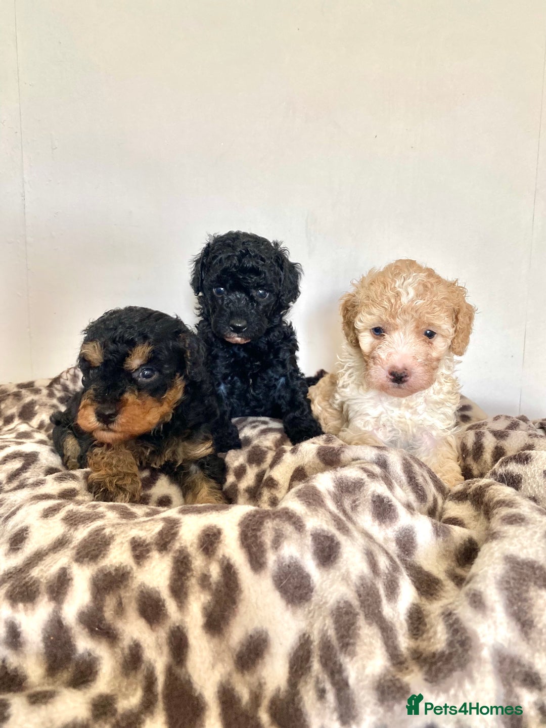Cavapoo dogs for sale: 1 lonely girl still on the search for her home - Image 12