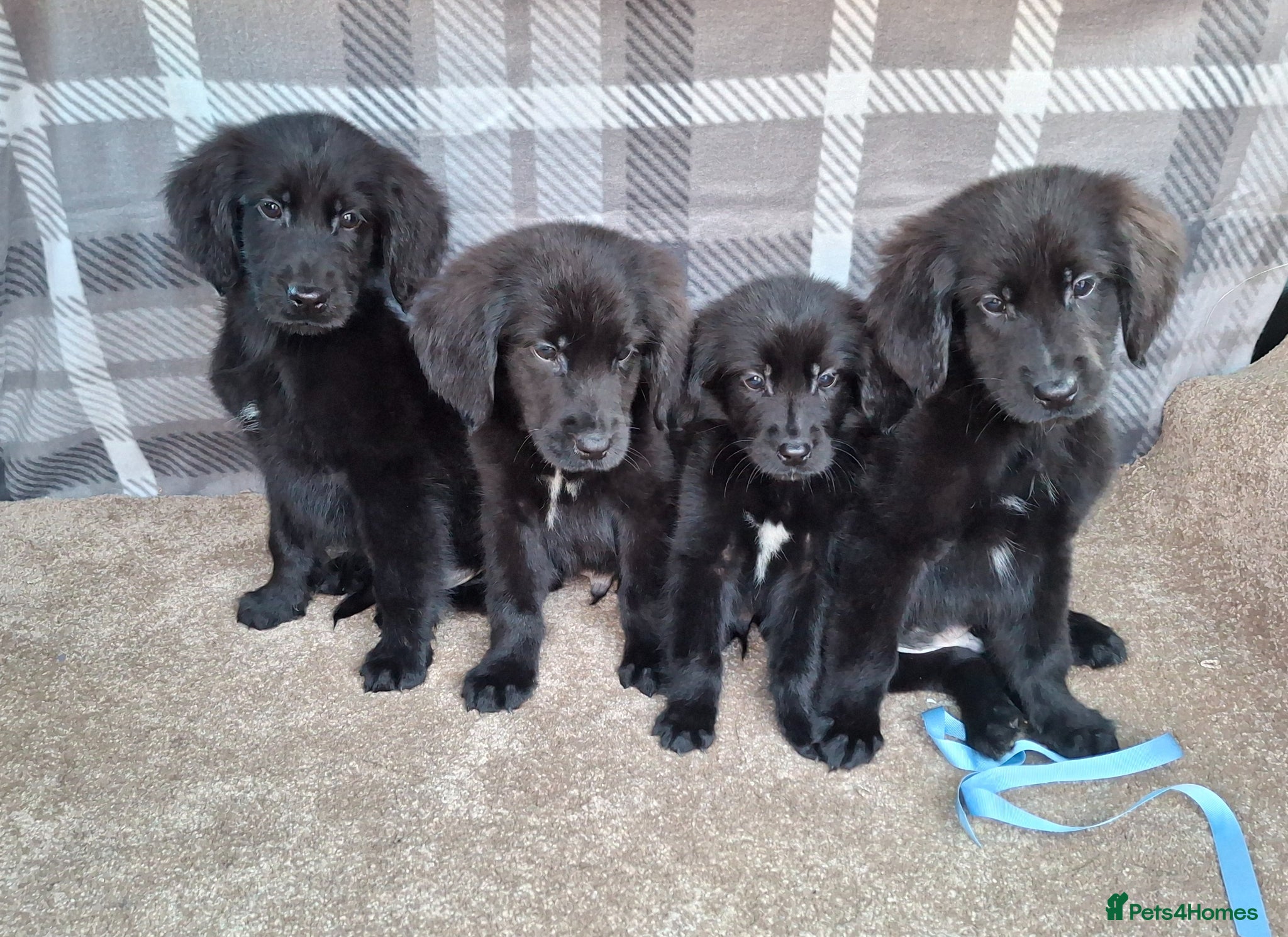 Mixed Breed dogs Flatcoated retriever x golden retriever puppies. - Advert 1
