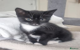 Turkish Angora cats for sale: Turkish Angora X Kittens Ready for New Homes  - Image 4