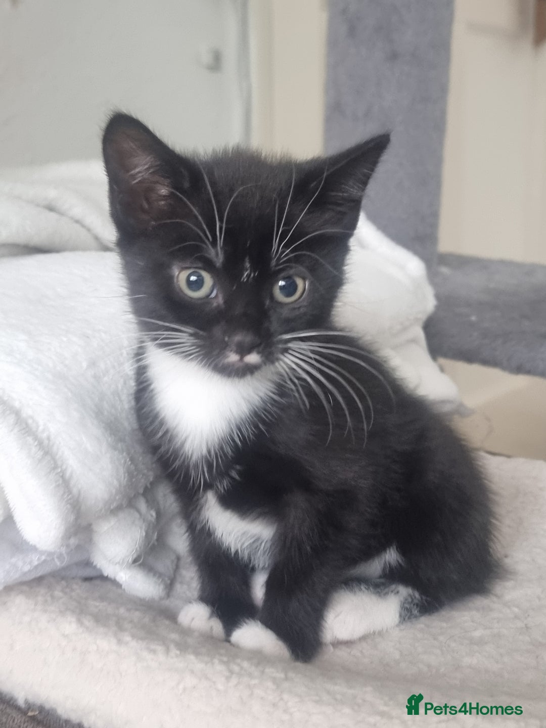 Turkish Angora cats for sale: Turkish Angora X Kittens Ready for New Homes  - Image 4