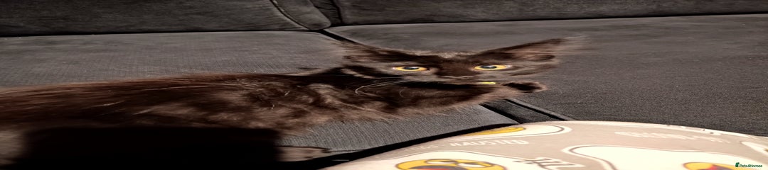 Maine Coon Kitten 6