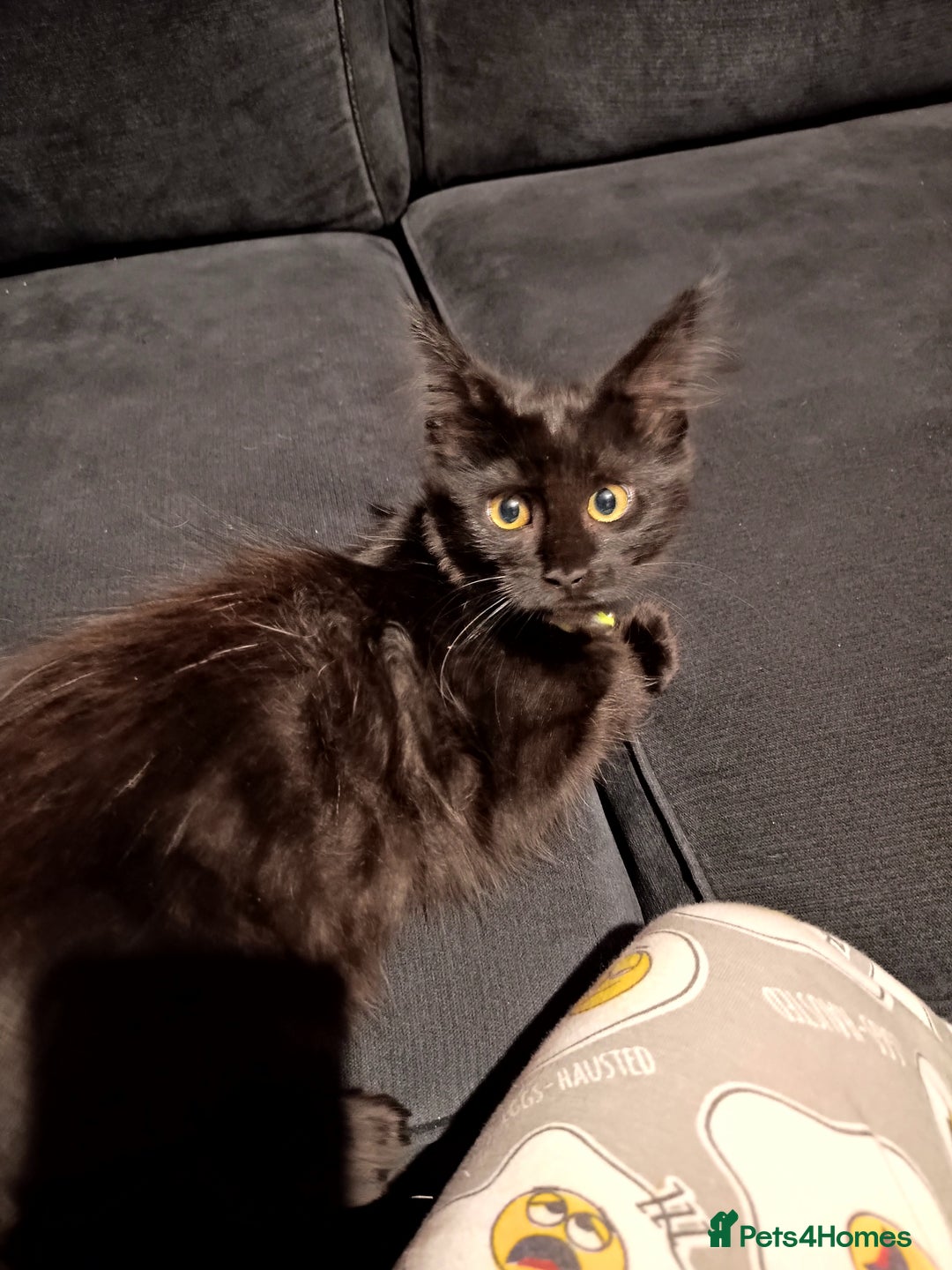 Maine Coon cats for sale: Adorable Maine Coon kittens in Manchester - Image 11