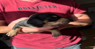 Miniature Dachshund dogs - Advert 14
