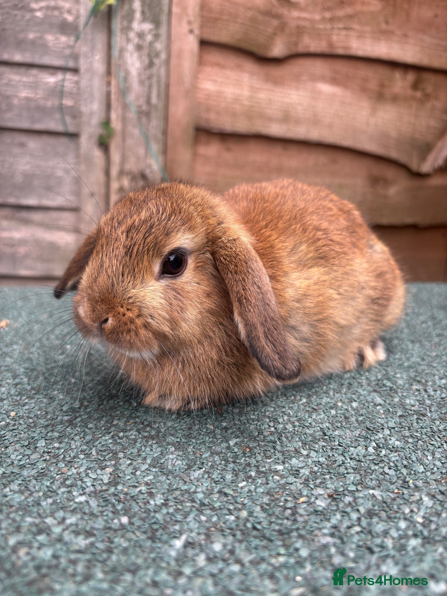 Mixed Breed rabbits netherland dwarf x mini lop - orange / black  - Advert 1
