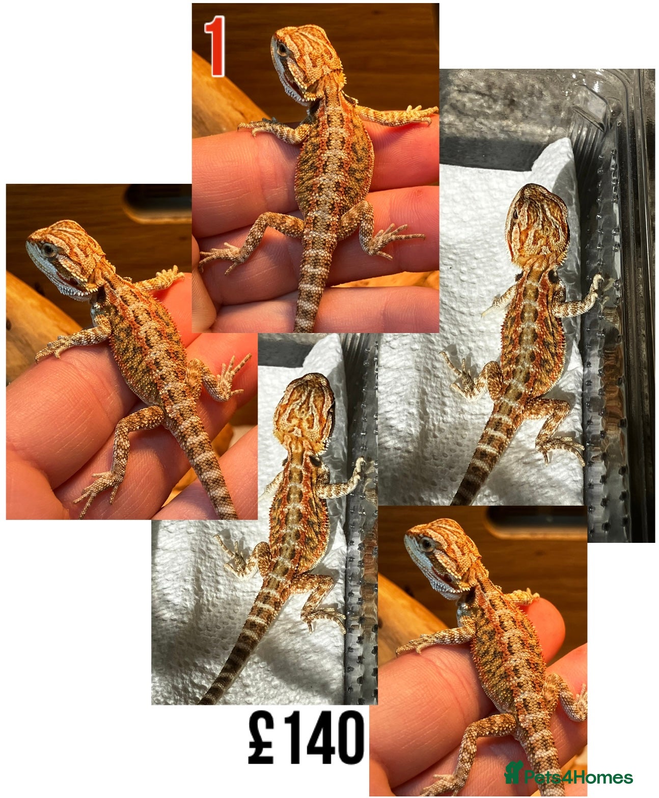 Bearded Dragon reptiles Baby Bearded Dragons For Sale! - Advert 14