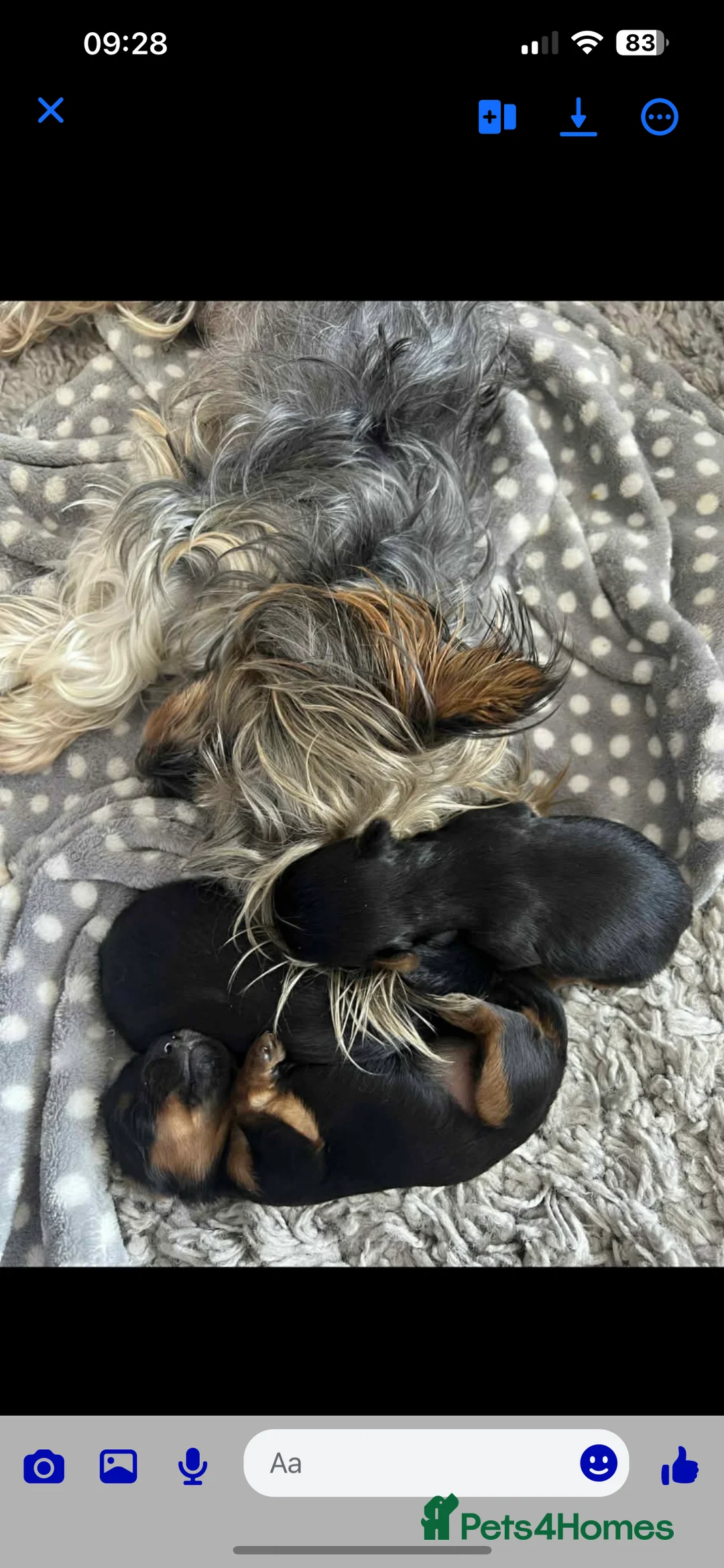 Yorkshire Terrier dogs for sale: Small yorkshire terrier puppy - Advert 3