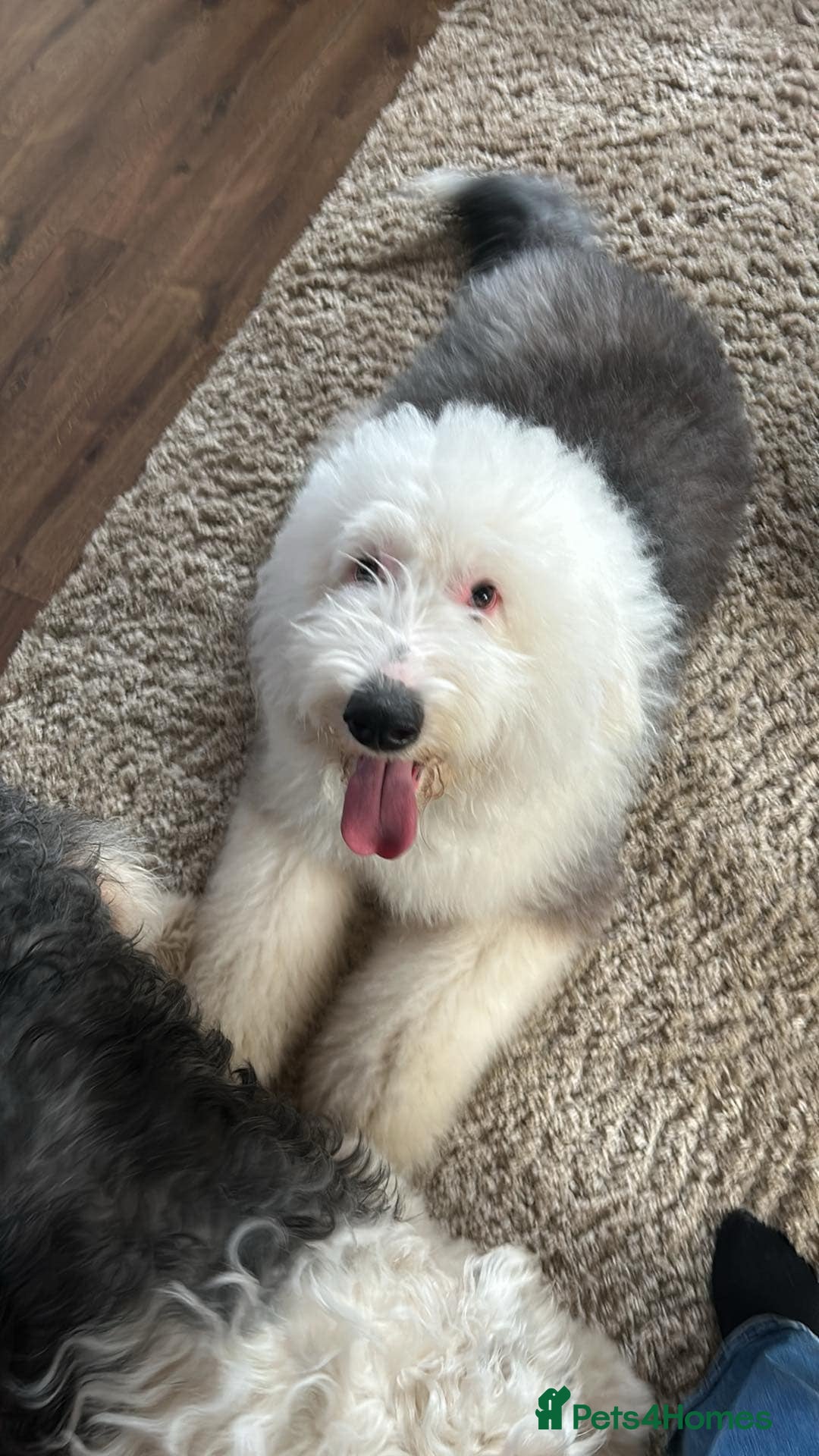 Old English Sheepdog dogs Proven Old English sheep dog for stud in Middlesbrough - Advert 1