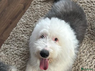 Old English Sheepdog dogs for stud: Proven Old English sheep dog for stud in Middlesbrough - Advert 1