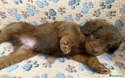 Mixed Breed dogs for sale: Beautiful cavapoopoms looking for forever homes  - Image 5