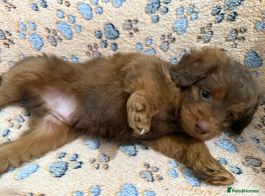 Mixed Breed dogs for sale: Beautiful cavapoopoms looking for forever homes  - Image 5