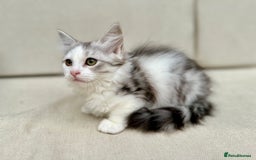 Siberian cats for sale: TICA Siberian Kittens Hypoallergenic Family Raised - Image 7