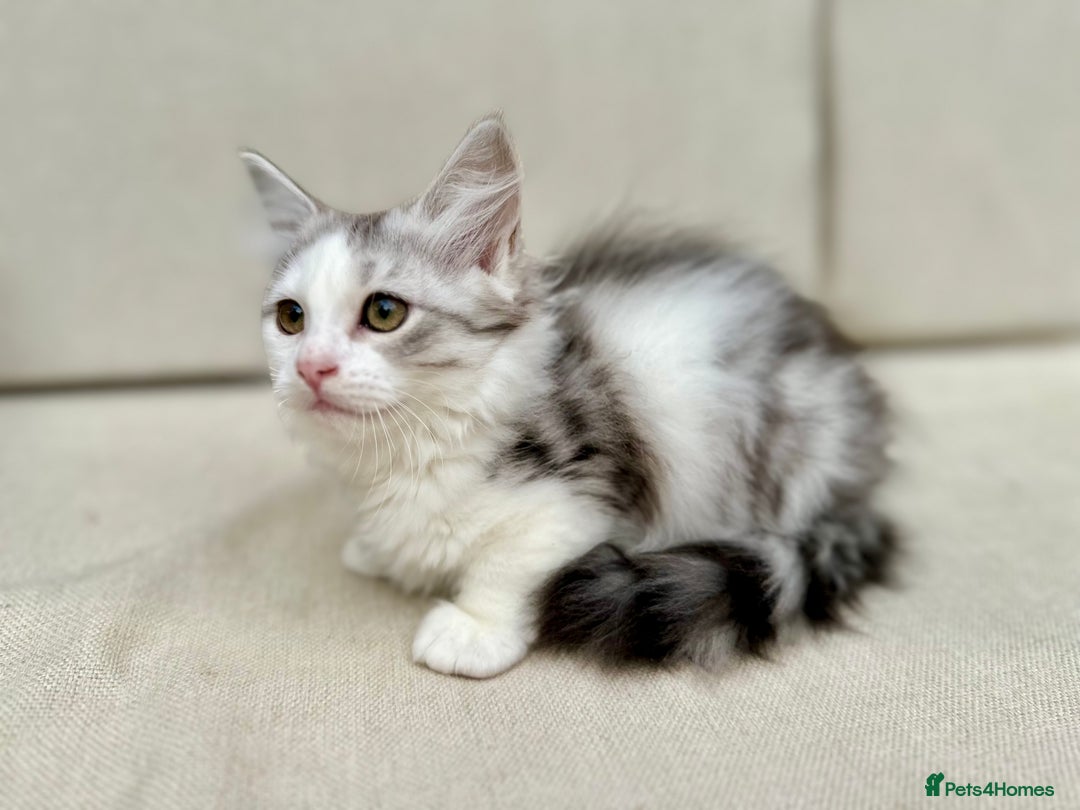 Siberian cats for sale: TICA Siberian Kittens Hypoallergenic Family Raised - Image 7
