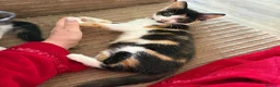 Mixed Breed cats for sale: Calico female looking for new home - Advert 3