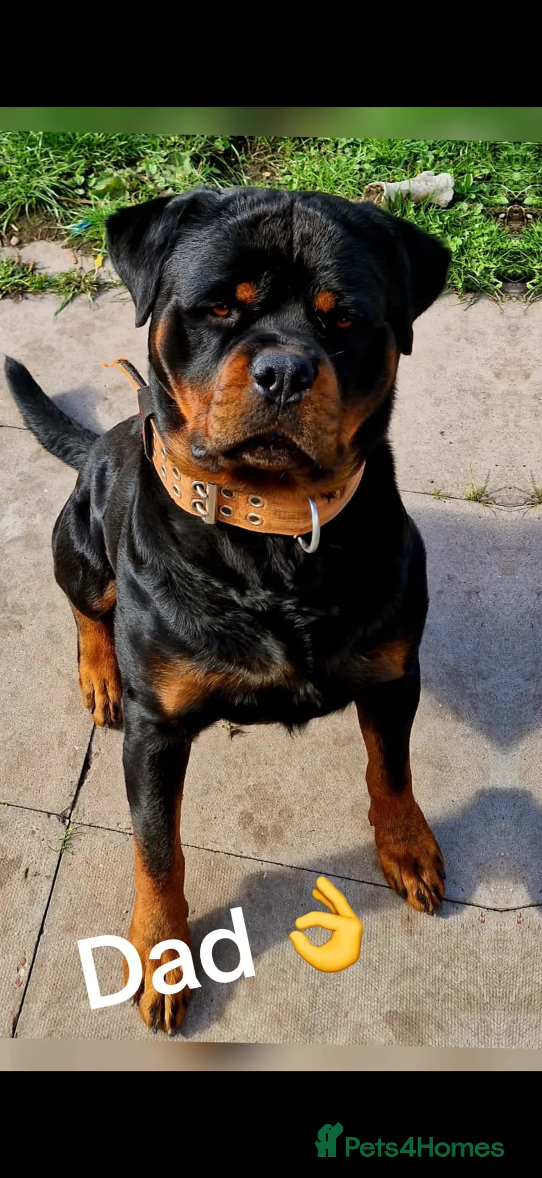 Rottweiler dogs for sale: 10 beautiful German Rottweiler Puppies Champion  in Worcester - Advert 2