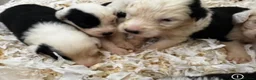 Old English Sheepdog dogs for sale: Fully health tested, KC registered OES - Advert 4