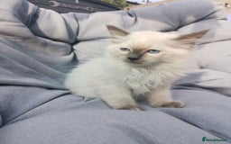 Ragdoll cats for sale: 2 left Pure Health tested huge ragdoll kittens  - Image 19