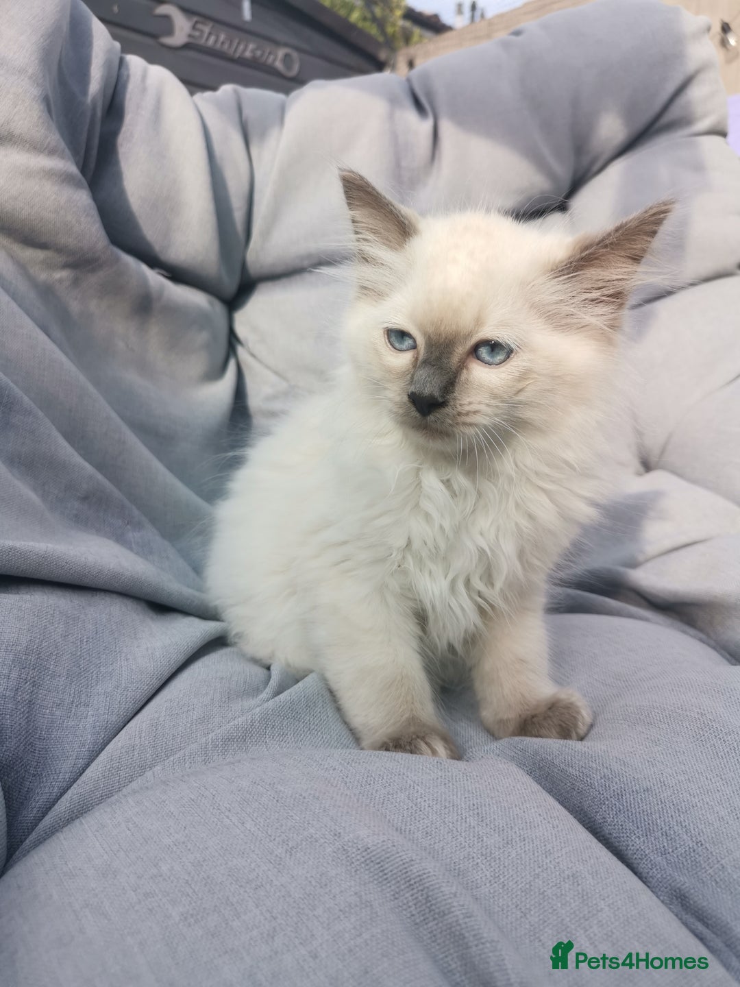 Ragdoll cats for sale: 2 left Pure Health tested huge ragdoll kittens  - Image 19
