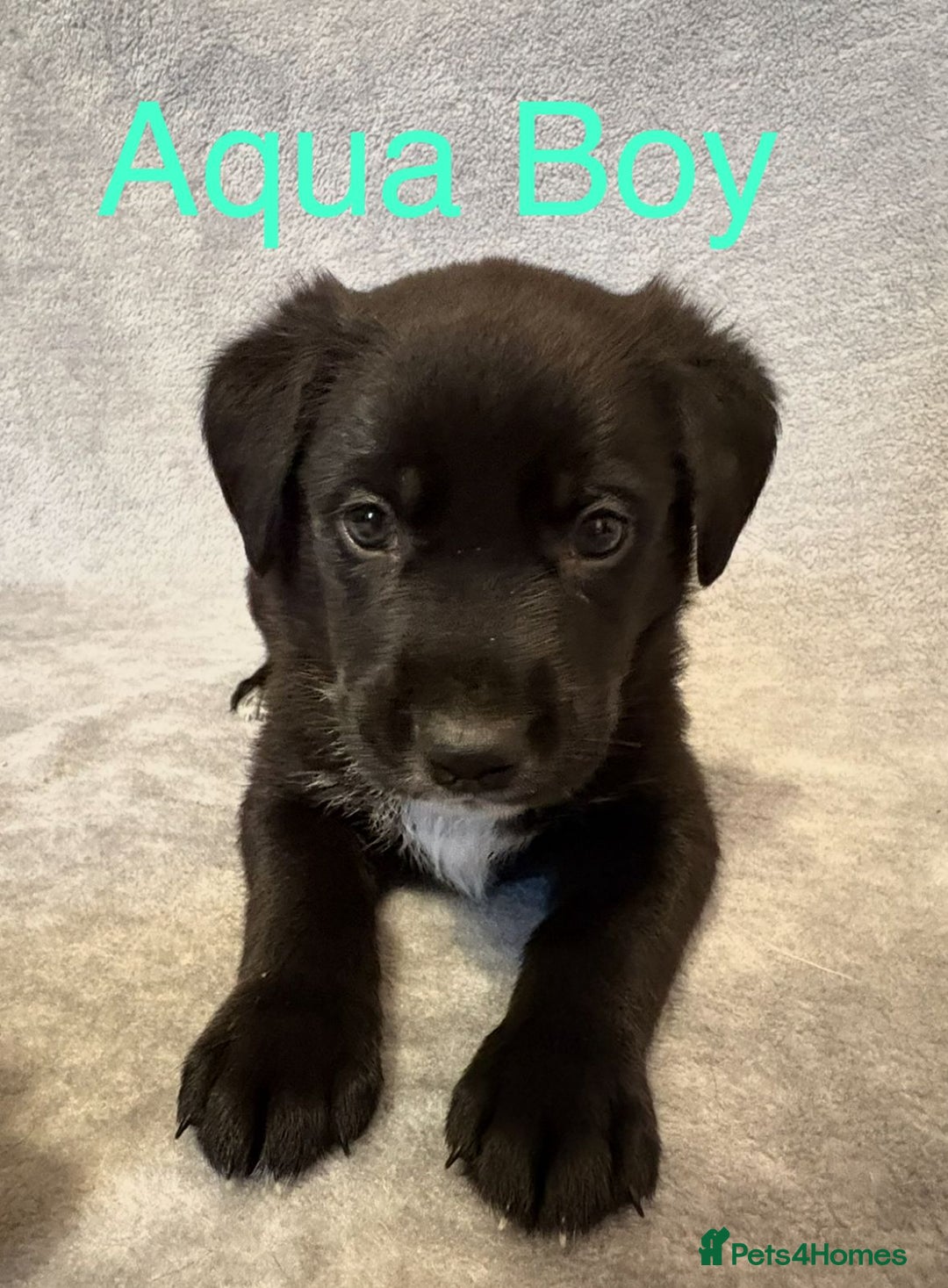 Mixed Breed dogs for sale:  German Shepherd × Dalmatian Puppies  - Advert 9