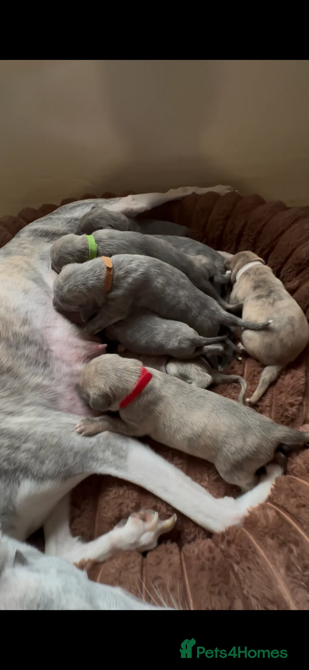 Whippet dogs for sale: STUNNING KC REGISTERED PUPS - Advert 2
