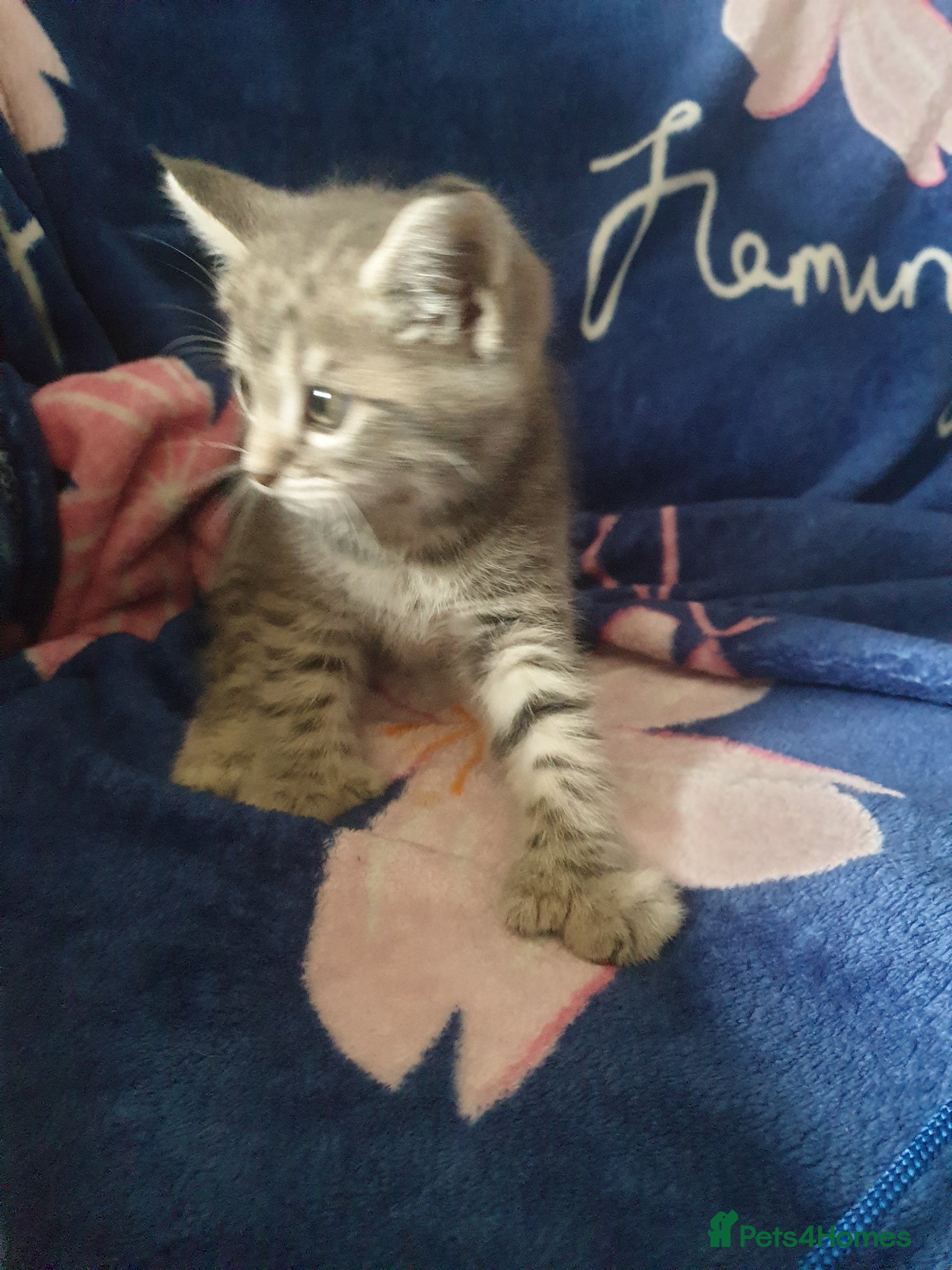 Mixed Breed cats for sale: Kittens for sale - Advert 9