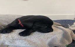 Labrador Retriever dogs for sale: Gorgeous Labrador puppies for sale! - Image 18