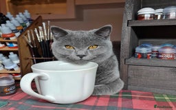 British Shorthair cats for sale: Beautiful British shorthair boys READY TO GO - Image 1